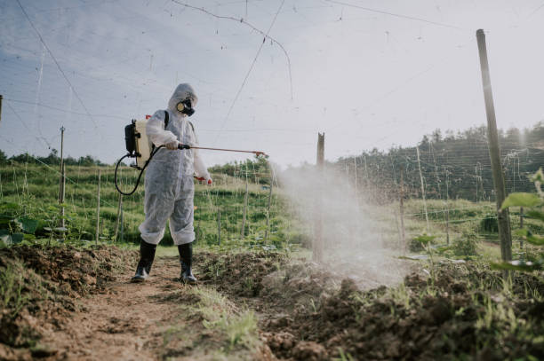 Best Termite Control Services  in Fort Thompson, SD