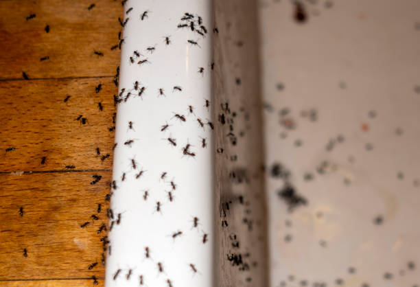 Professional Pest Control in Fort Thompson, SD