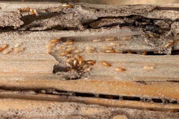 Wildlife Control Services in Fort Thompson, SD
