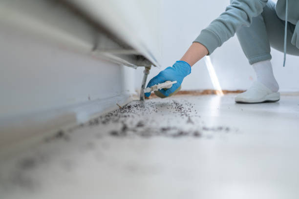 Best Ant Control Services  in Fort Thompson, SD
